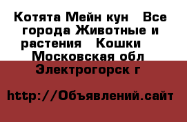 Котята Мейн кун - Все города Животные и растения » Кошки   . Московская обл.,Электрогорск г.